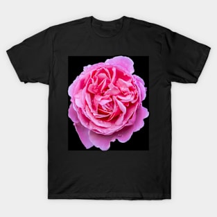 Small Pink Rose Blooms on a black background T-Shirt